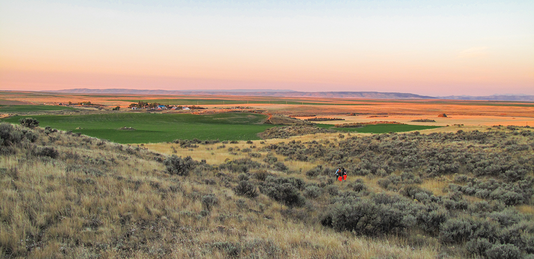 These hunters are stalking through tall sage in a coulee near a winter wheat field where mule deer will feed and bed.